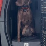 Zeal in Gunner Kennel