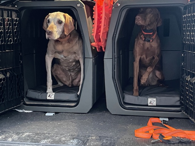 Both dogs waiting to be released.